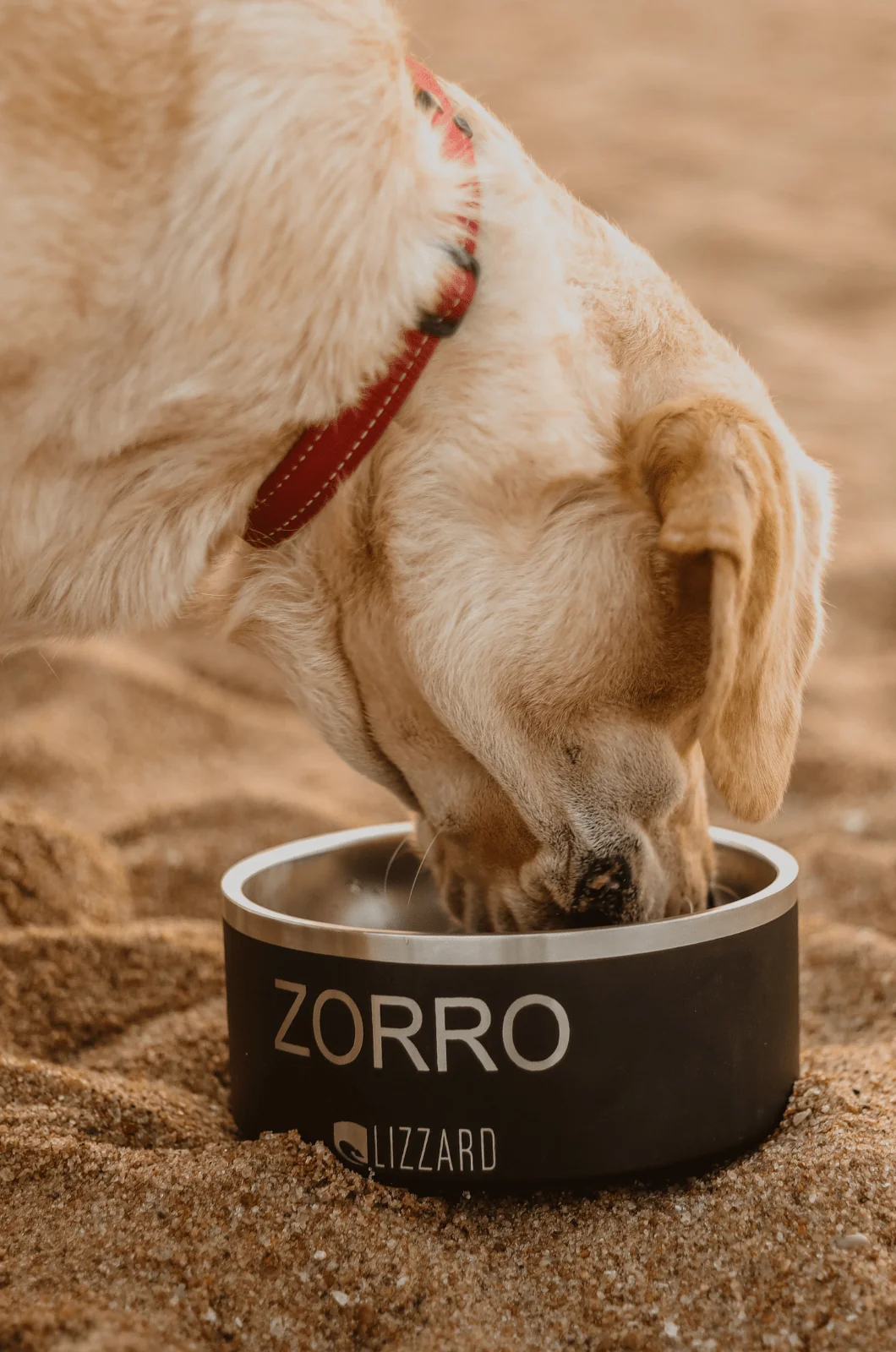 Lizzard Zorro Pet Bowl - Black