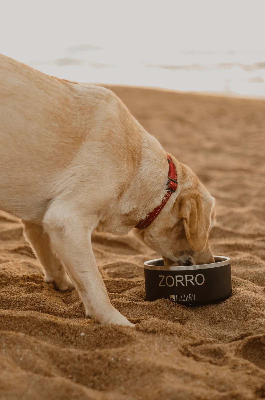 Lizzard Zorro Pet Bowl - Black